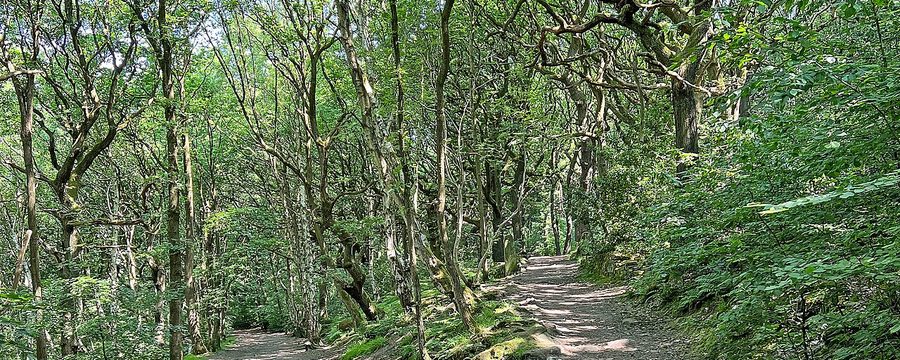 Ein Weg verzweigt sich im Wald - Sinnbild für die Entscheidung zwischen zwei Anlagewegen